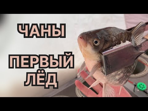 Видео: первый лед ЧАНЫ, зимняя рыбалка на карася