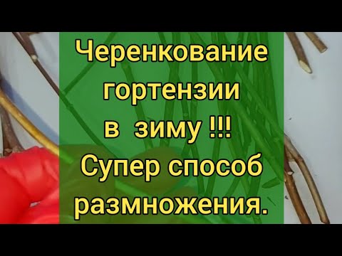Видео: Как размножить гортензию зимой? Одревесневшее черенкование гортензии.