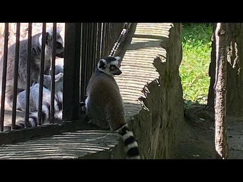 Видео: Зоопарк НСК Имени Р.А Шило ☀️🐘