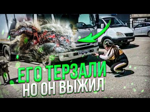 Видео: ЕГО ТЕРЗАЛИ | НЕТ ЖИВОГО МЕСТА НА НА НЁМ 😱