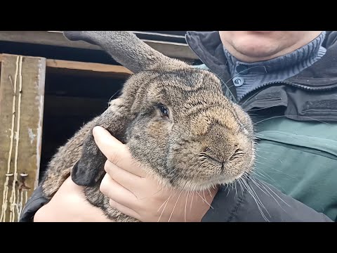 Видео: Случка кроликов зимой