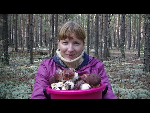 Видео: Одна среди Медведей и Грибов, Боровиков! Грибная Охота 2020!