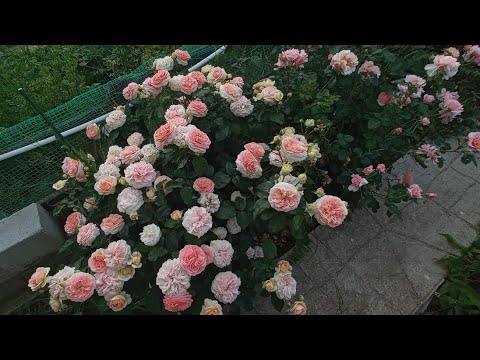 Видео: Цветение роз 10.06.25