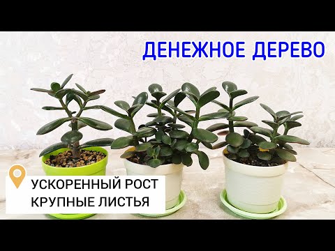 Видео: Денежное дерево. Толстянка. Ускоренный рост. Крупные листья.