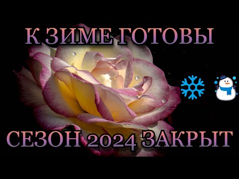 Видео: К зиме готовы!❄️🌹Розочки укрыты🌹☃️Сезон 2024 закрыт☃️