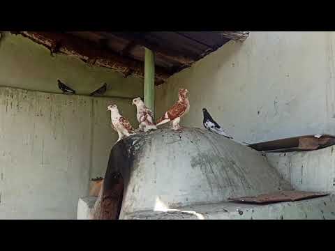 Видео: ШАХРИХОН УЧМА КАПТАРЛАРИ СОТИЛАДИ 📞934471161 летает голубей FLY PIGEONS UCHMA KABUTARLAR