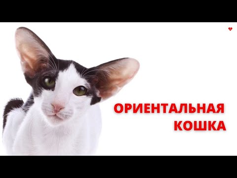 Видео: ОРИЕНТАЛЬНАЯ КОШКА