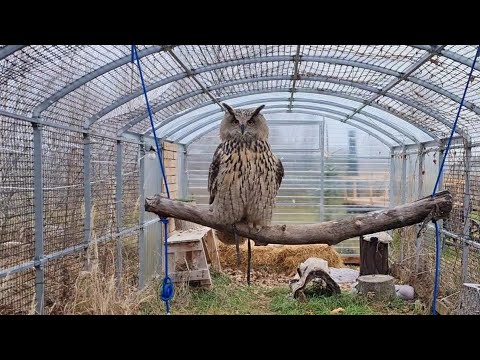 Видео: Водные процедуры в ненастье, тренажёр для совы и новая кормушка