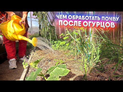 Видео: Чем обработать почву после огурцов