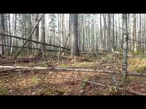 Видео: Подготовка путиков к сезону охоты