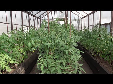 Видео: Какие схемы посадки томатов я выбираю и почему? Ольга Чернова.