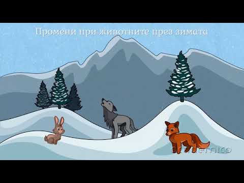 Видео: Зима - Околен свят 1 клас | academico