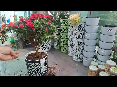 Видео: Азалия гулини  кучириш