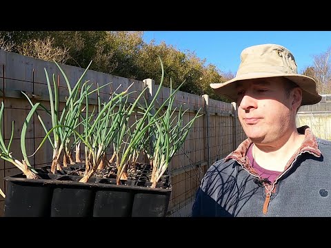 Видео: Посадка серого шалота