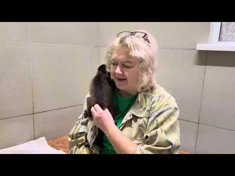 Видео: Капуцин Толик подрос!