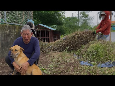 Видео: Он молча наблюдал и заплакал, когда мы убрали место его собаки 😢