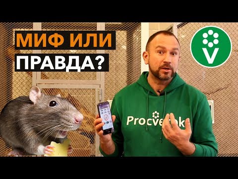 Видео: Можно ли ОТПУГНУТЬ МЫШЕЙ И КРЫС с помощью телефона?