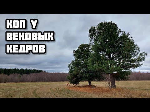 Видео: Коп у вековых кедров с TX 850