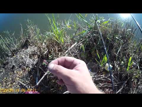 Видео: Рыбалка на Кубани хутор Лебеди, сазанчики , лещики