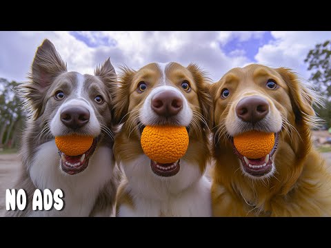 Видео: 12 часов ТВ для собак🐶Музыка против тревоги💖Нежная музыка для глубокого сна & исцеления