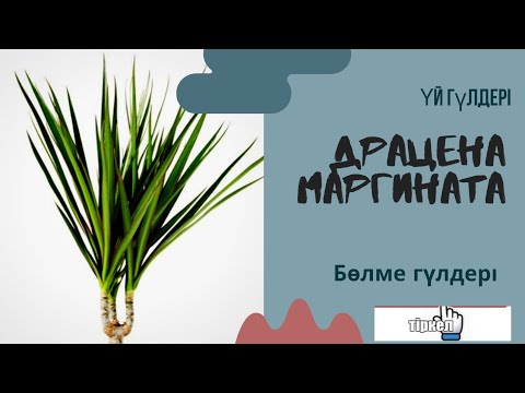 Видео: Драцена маргината гүліне күтім жасау.Драцена гулинин кутимин калай жасаймыз?