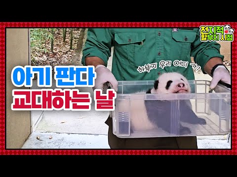 Видео: (SUB) Менять каждые 10 дней? Как мама-панда воспитывает панд-близнецов🐼│ Panda World