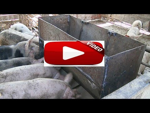 Видео: самодельная кормушка для свиней (поросят)