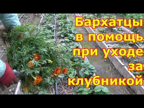 Видео: Клубника. Уход после сбора урожая и осенью, подготовка к зиме. Бархатцы для мульчирования клубники.