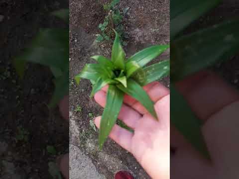 Видео: Реанимирую томаты после града.