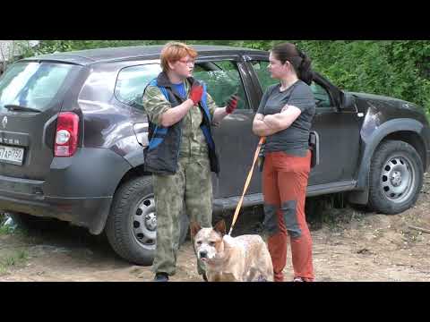 Видео: Кинологи Лиза Алерт  учения  2 06 2019