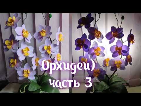 Видео: Орхидеи) часть 3