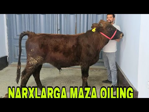 Видео: Azamat bugun narxlarni yanada narxlarni hargalgidanham yengil qo'ydi 8 октября 2025 г.