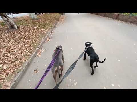 Видео: Выставка собак 27.09.2025