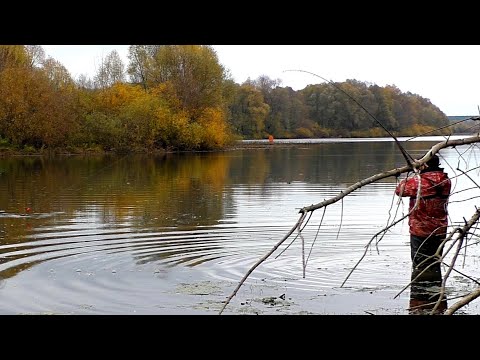 Видео: Ловля ЩУКИ на ЖИВЦА на ПОПЛАВОК ! Рыбалка на живца в конце октября 2022!