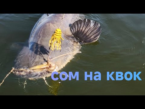 Видео: Ловля крупного сома на квок#fishing #рыбалка