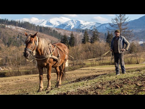 Видео: Удобрення гноєм. Коні ваговози