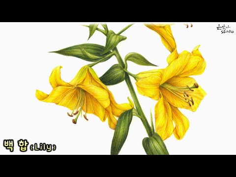 Видео: [Цветочный рисунок / Ботаническое искусство] №55-1. Лили цветной карандашный рисунок(Урок рисования)