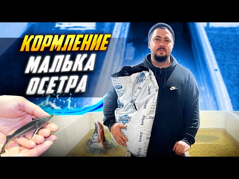 Видео: Кормление малька осетра 🐟