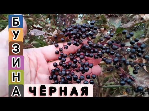 Видео: БУЗИНА ЧЁРНАЯ - КАК ПРИМЕНЯТЬ, ЧТО ЛЕЧИТ. Приготовление Варенья и Сиропа. Рецепт Отвара и Настоя.