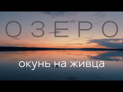 Видео: Озеро.Окунь на живца.Сентябрь 2025.