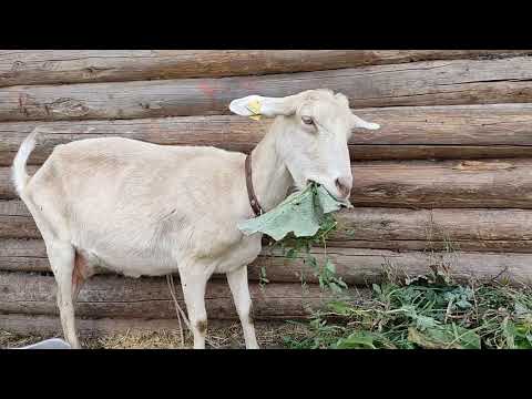 Видео: Коза возрастная : покупать или нет?