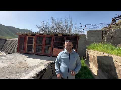 Видео: Кафтар дром ( голуби дром ) 7 апреля 2024 г.