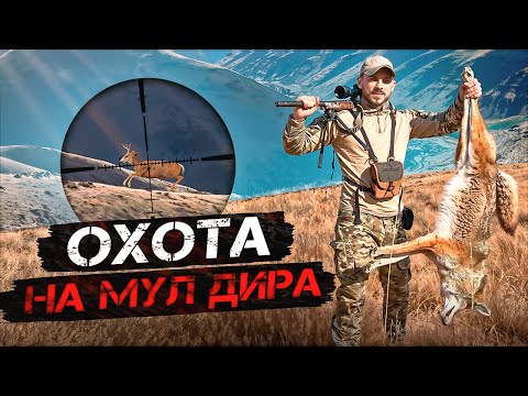 Видео: На вершинах гор: следом за оленем