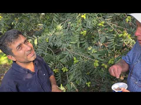 Видео: 988305999 ватсап  барои тамос. Ниҳоли чормағзи ПЕКАН.