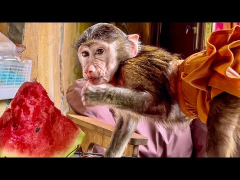 Видео: Анфиса почти сразу же РАСПРОБОВАЛА АРБУЗ, а Финя просто более ОСТОРОЖНЕЙ с новыми вкусами!