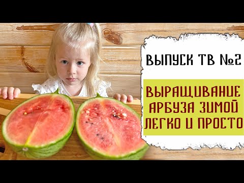 Видео: Выращивание арбуза зимой легко и просто | Нетипичный огород