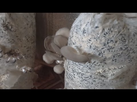 Видео: Вешенки - вторая волна- ноябрь (третья- декабрь). Помещение. Почему высокая влажность?