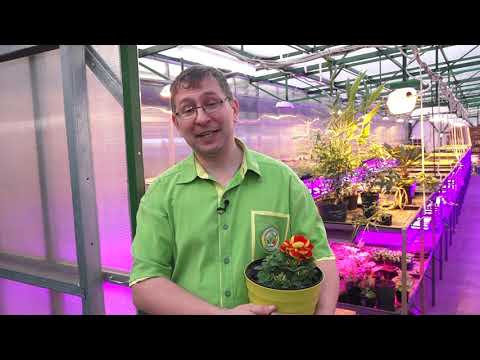 Видео: Советы и лайфхаки по выращиваю рассады.