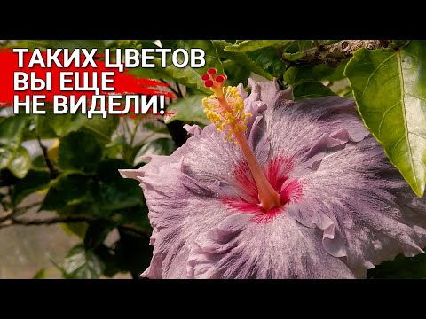 Видео: Таких цветов вы еще не видели! | Гибискусы