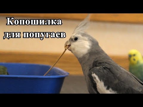 Видео: КОПОШИЛКА ДЛЯ ПОПУГАЕВ | КАК? ЗАЧЕМ?| PetMania